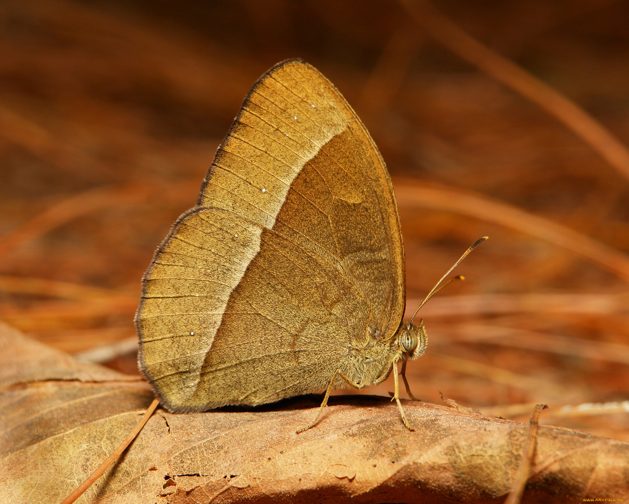 , ,  ,  , itchydogimages, , , , , 